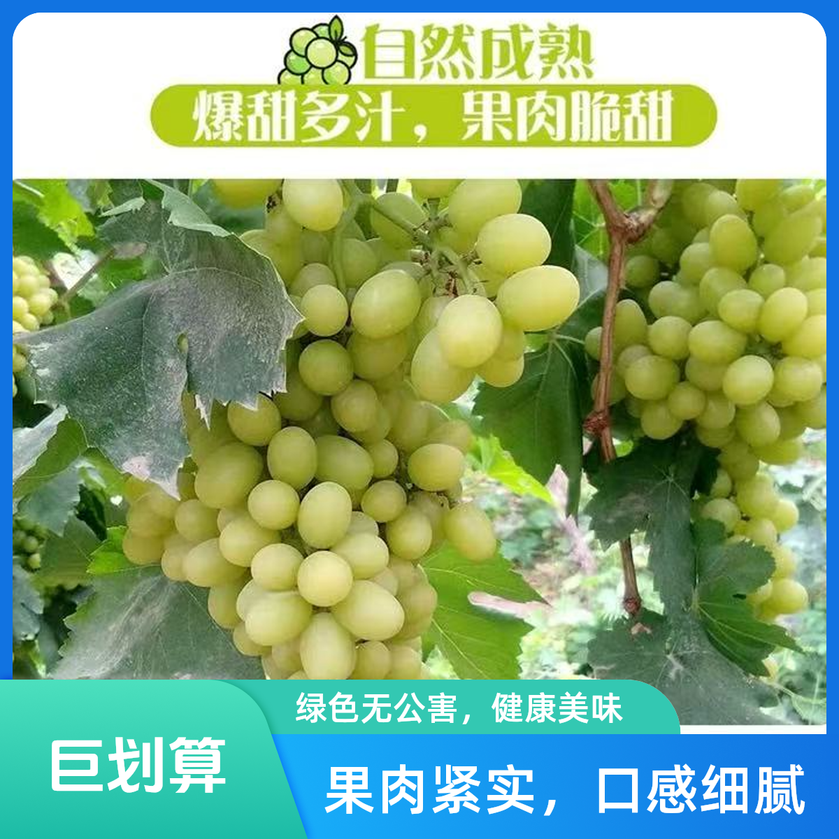 【顺丰京东包邮】5斤巨划算！新疆吐鲁番无核白葡萄 新鲜水果皮薄无籽葡萄同城送新疆维吾尔自治区