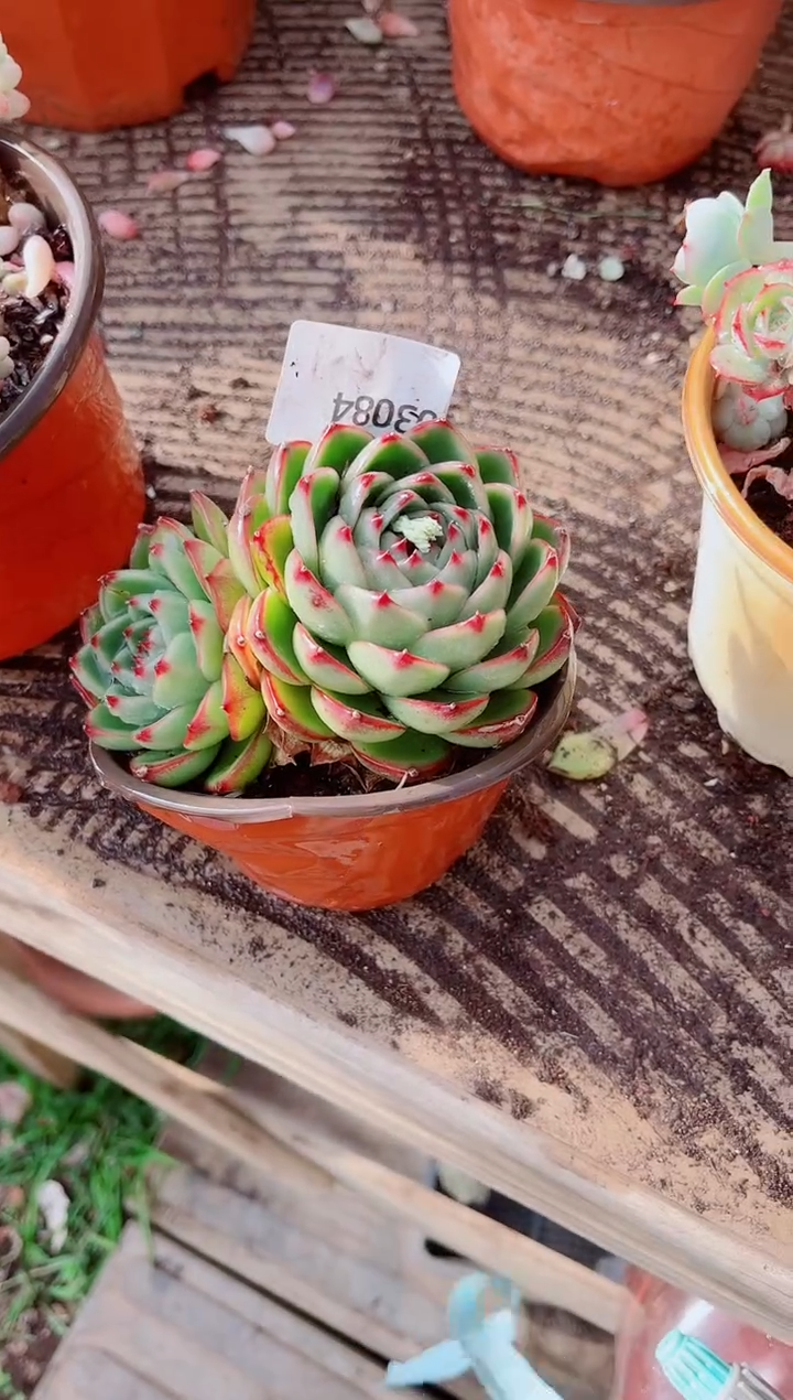 风**涌跃跃精品多肉03084