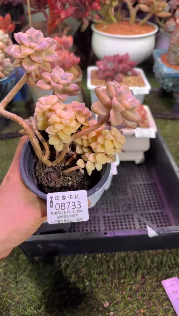 【闪购商品】08733