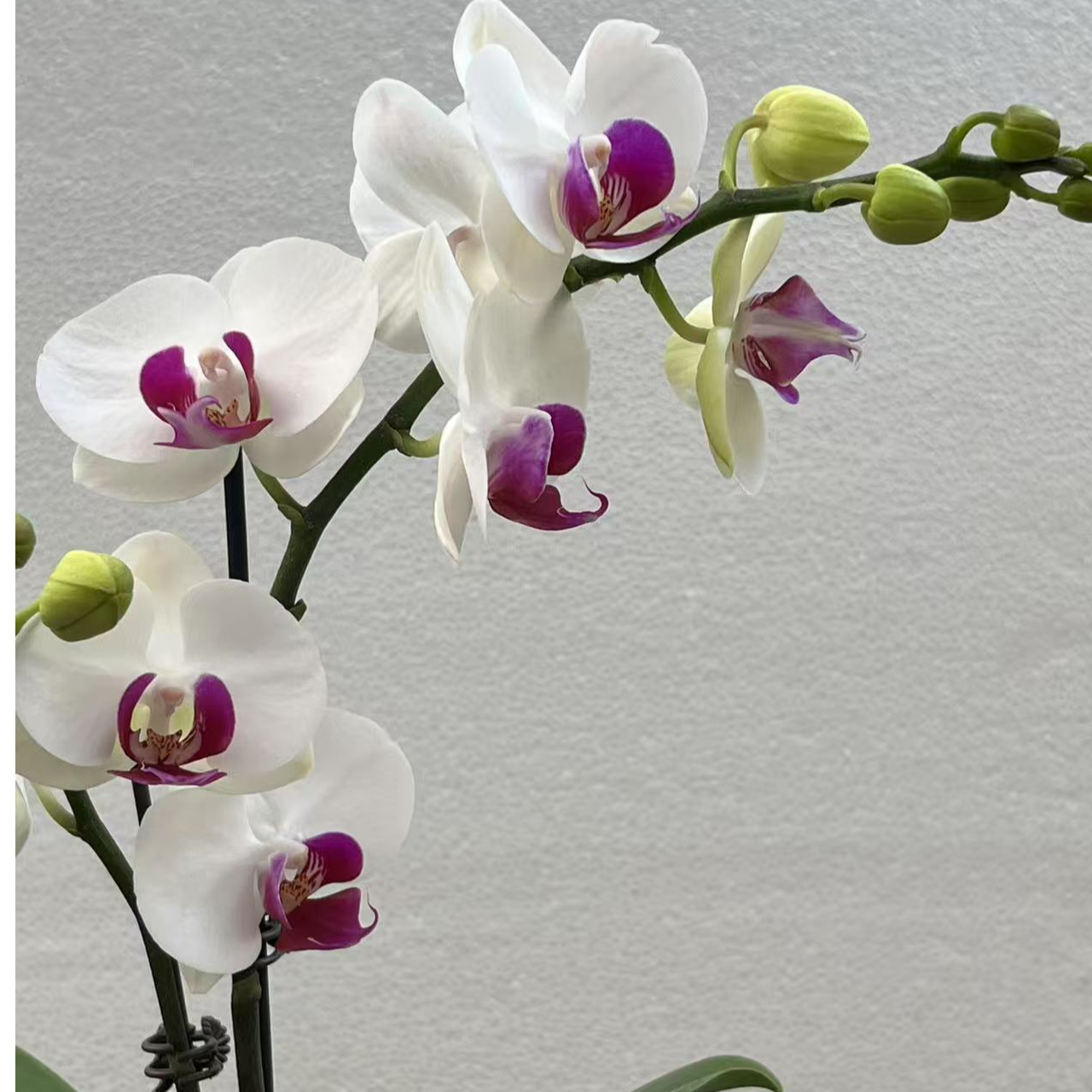 雪玉 3.0双花剑 高品兰质精品蝴蝶兰