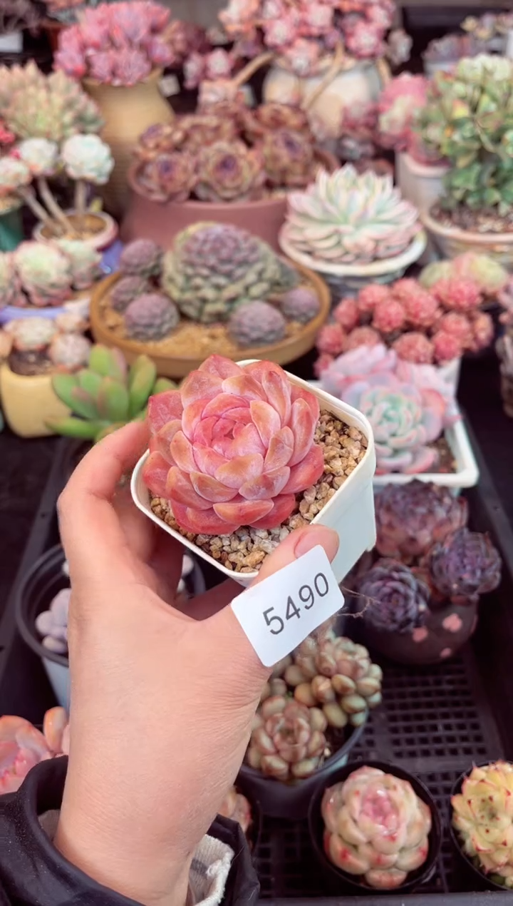 【闪购商品】5490单头冰魄多肉