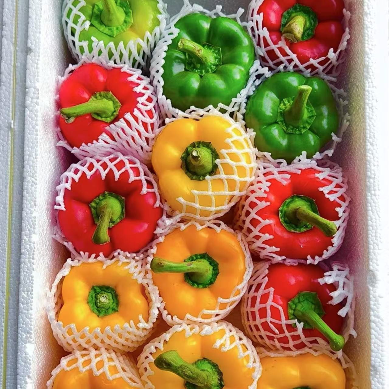 特大精品果彩椒现摘现发-红色黄色混装