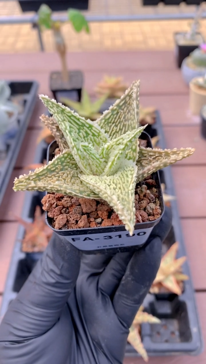 【闪购商品】园艺芦荟FA-3190