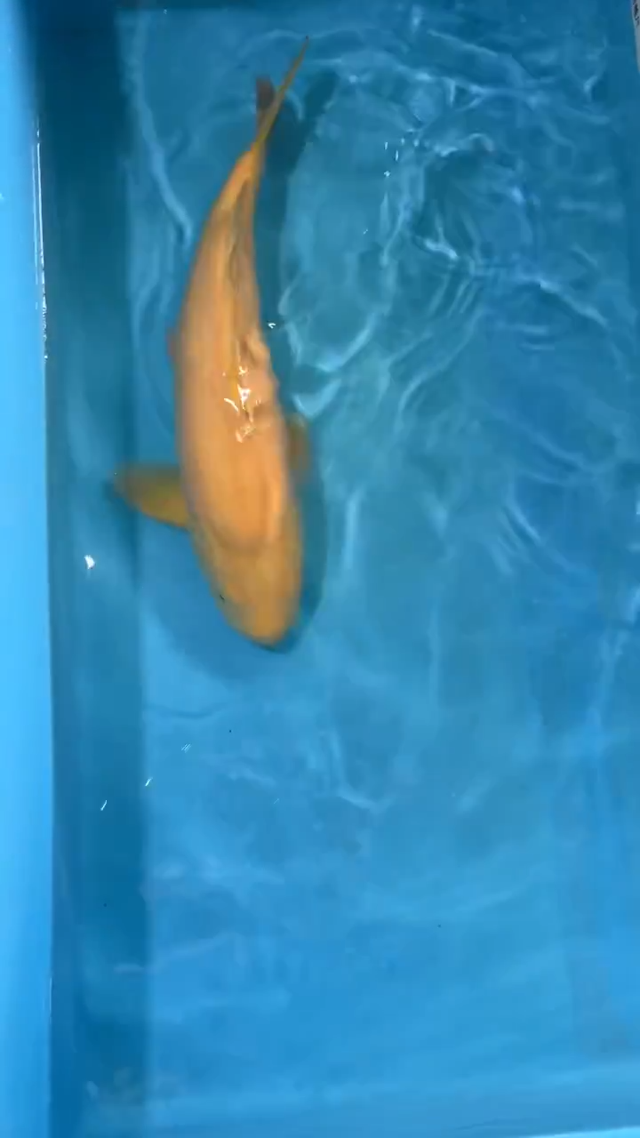 锦鲤太饱锦鲤36cm-48cm不包邮到付具体尺寸和品类以直播间为准