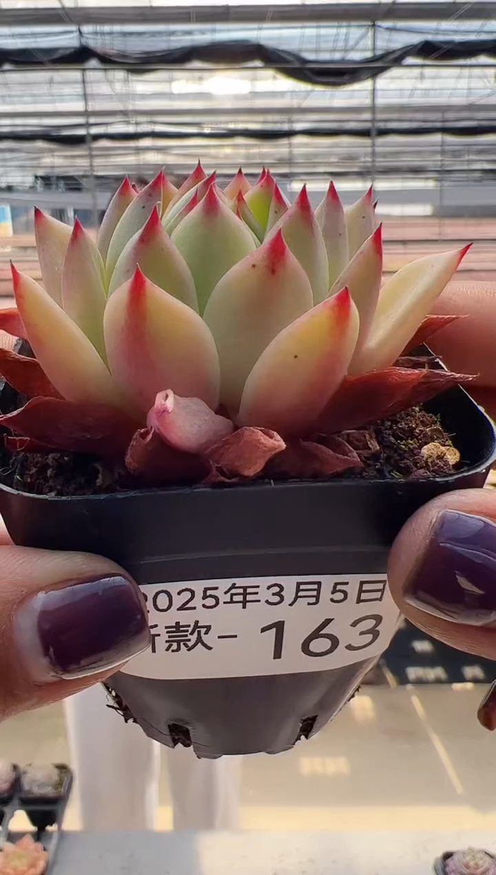 【闪购商品】新款多肉-163