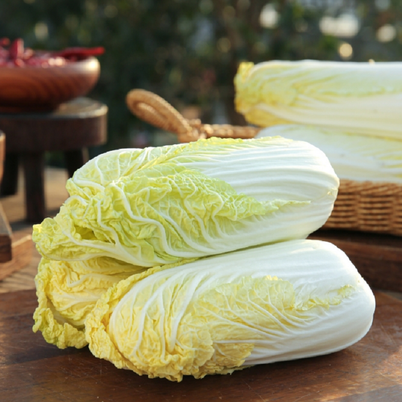 甘肃娃娃菜黄心菜小白菜5斤肉质鲜嫩清脆爽口新鲜采摘