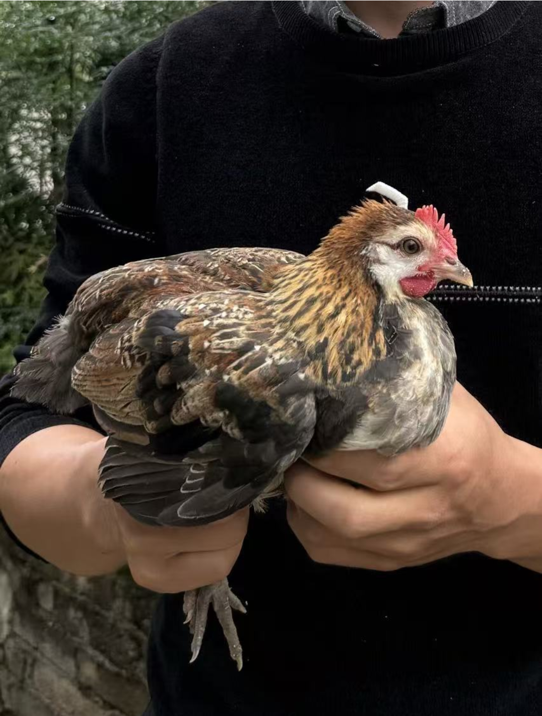 黔东南小香鸡2只整鸡顺丰包邮到家