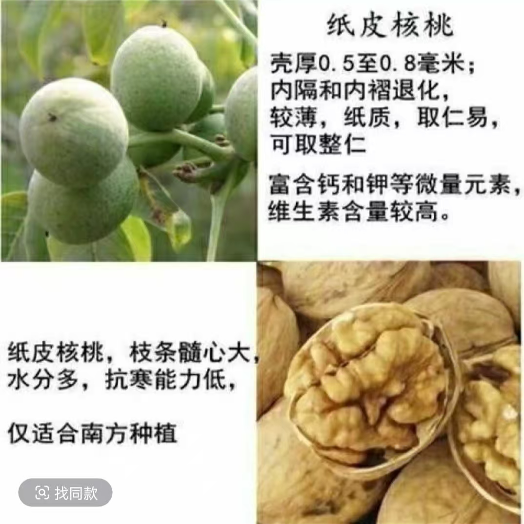 纸皮核桃果树苗庭院盆栽地栽果树苗南方北方种植当年结果核桃树苗