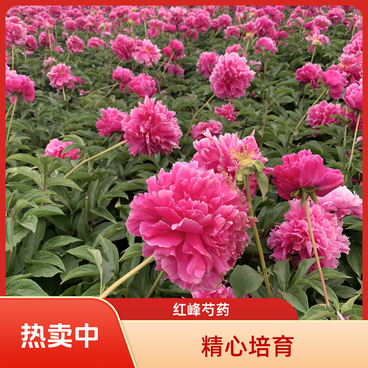 【红峰】大花芍药菏泽发货藤本阿水大杯茶花卉