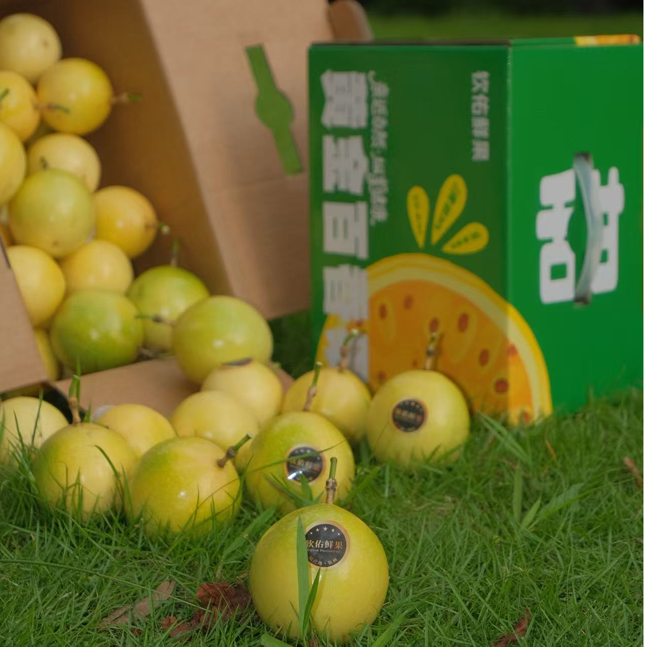 5斤装邓智分家的黄金百香果广西钦州钦蜜9号黄金百香果