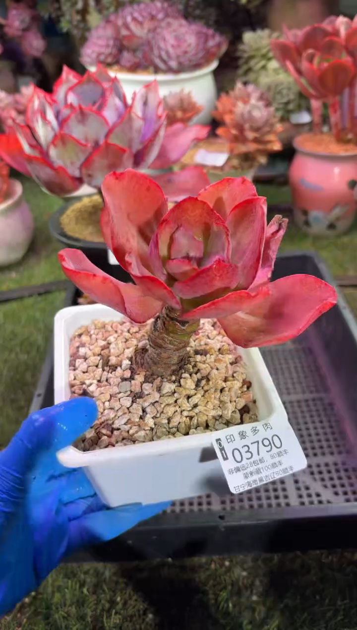 【闪购商品】03790