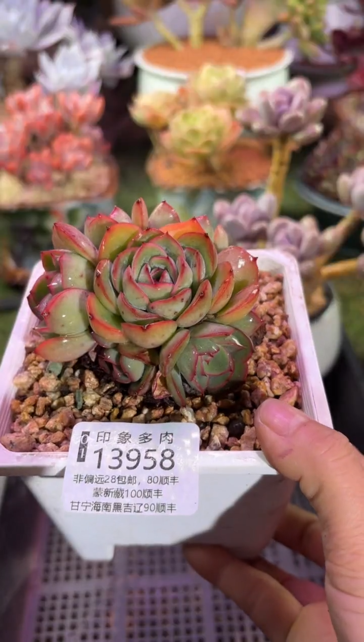 【闪购商品】13958