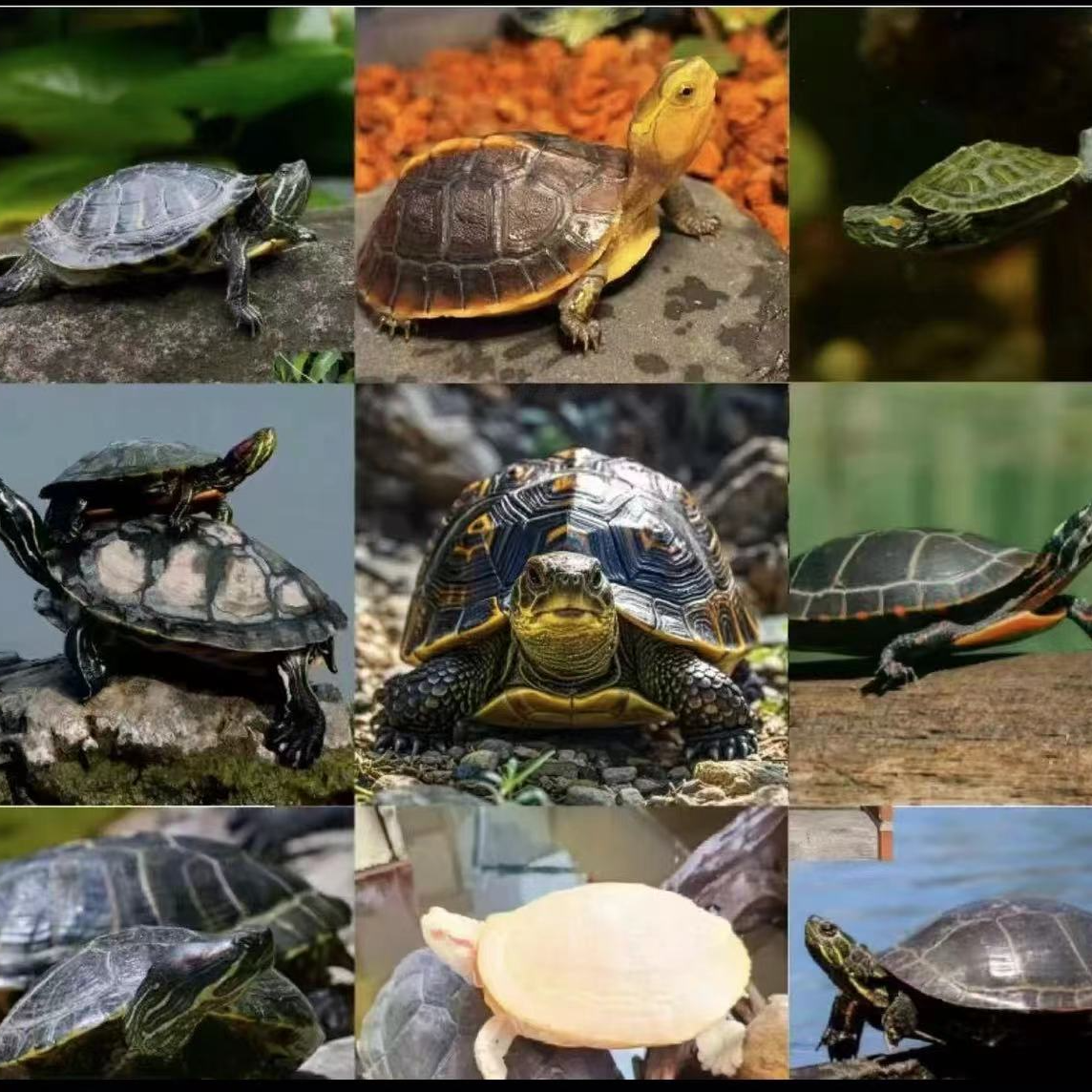 直播间可挑选宠物以直播为准