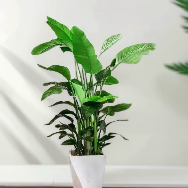 天堂鸟客厅水养水培植物花卉旺宅绿植办公室植物植物绿植植物花卉