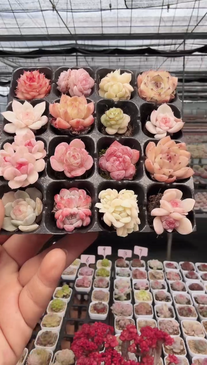 东云多肉园新款-208