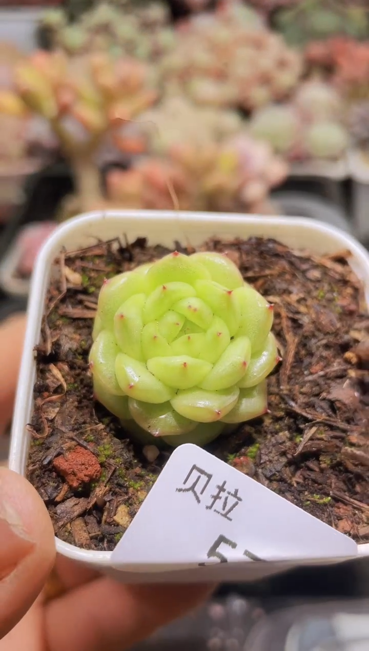 【闪购商品】578灯泡珍妮