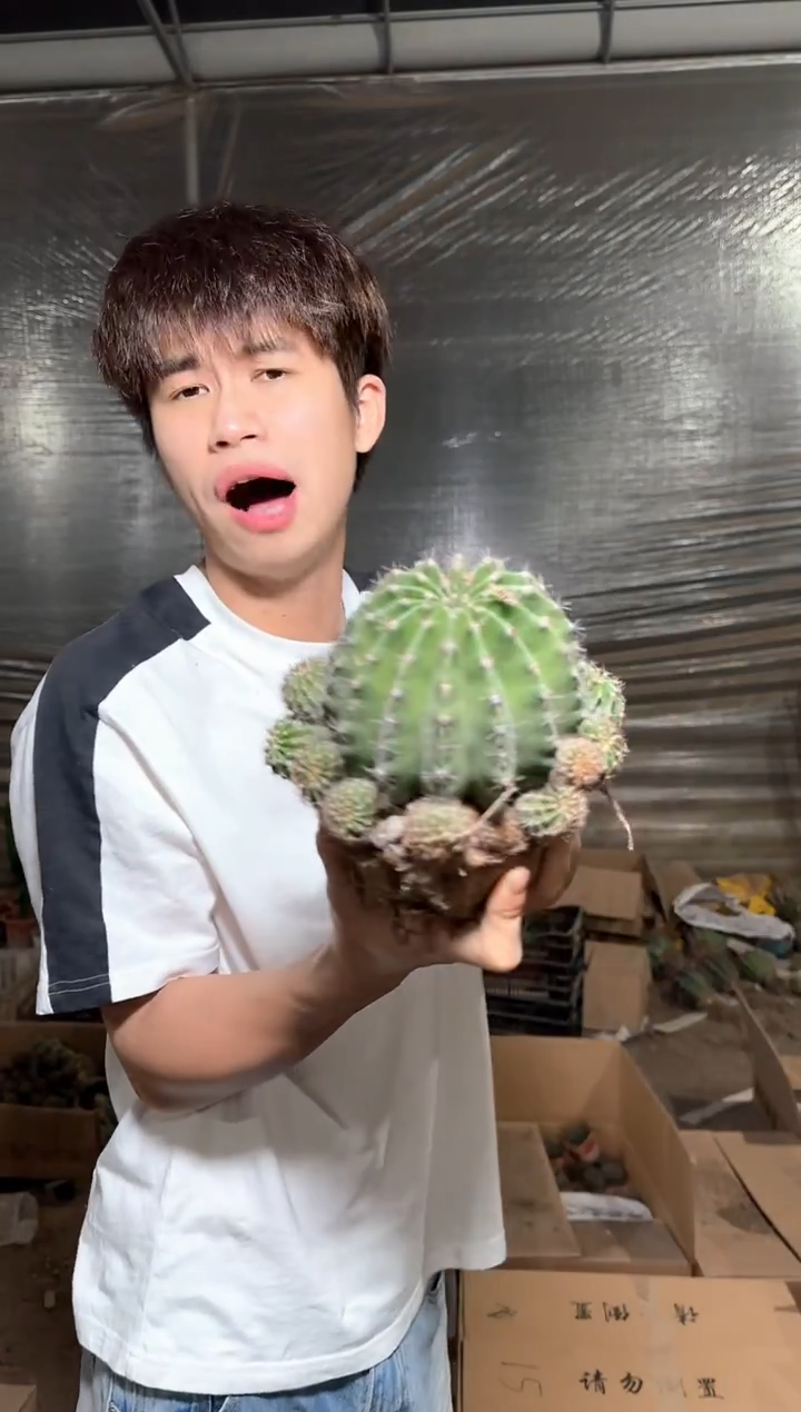 3颗 大金刚彩草 不指定带崽