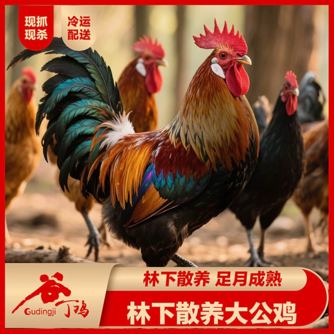 林下溜达鸡净重7斤以上黑爪散养大公鸡两只或一公一母