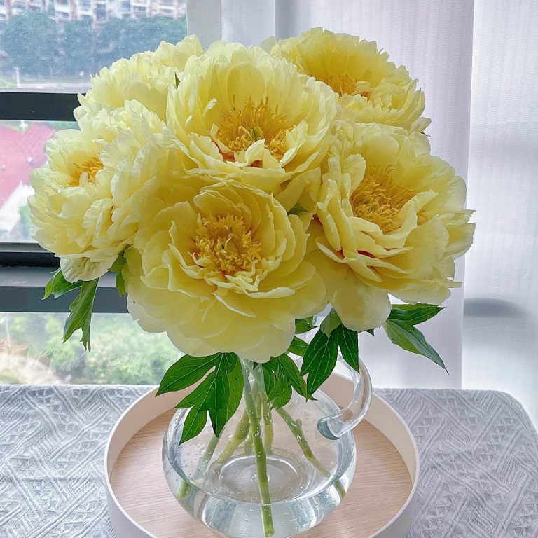 菏泽牡丹基地直发伊藤《芭茨拉》香水芍药鲜切花现货先发顺丰空运