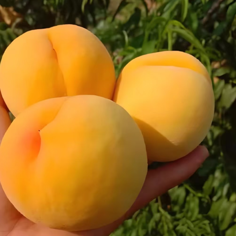 黄桃新鲜现采现摘脆甜多汁脆软两吃时令水果5