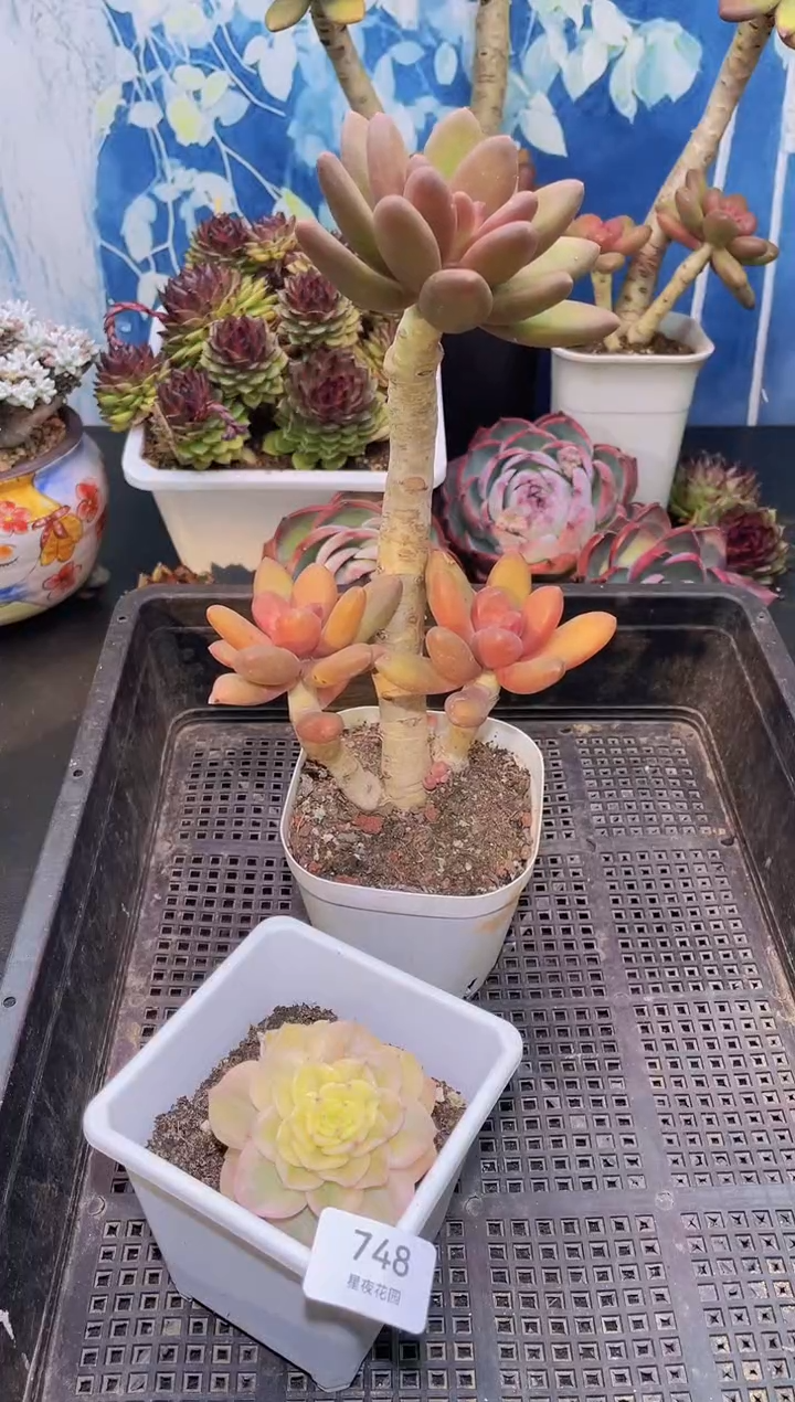 【闪购商品】749芒果奶多肉