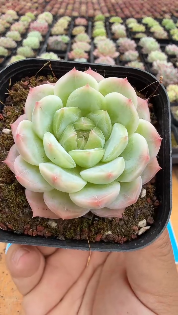 东云多肉园二店-104