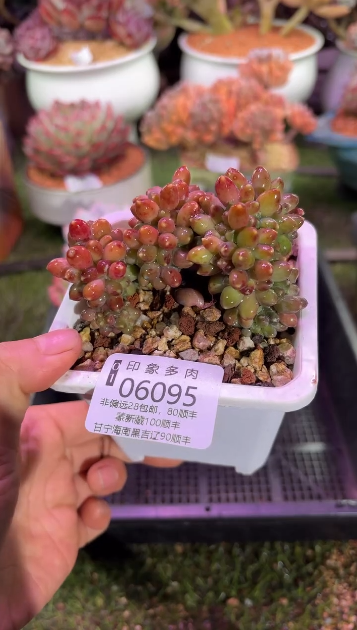 【闪购商品】06095