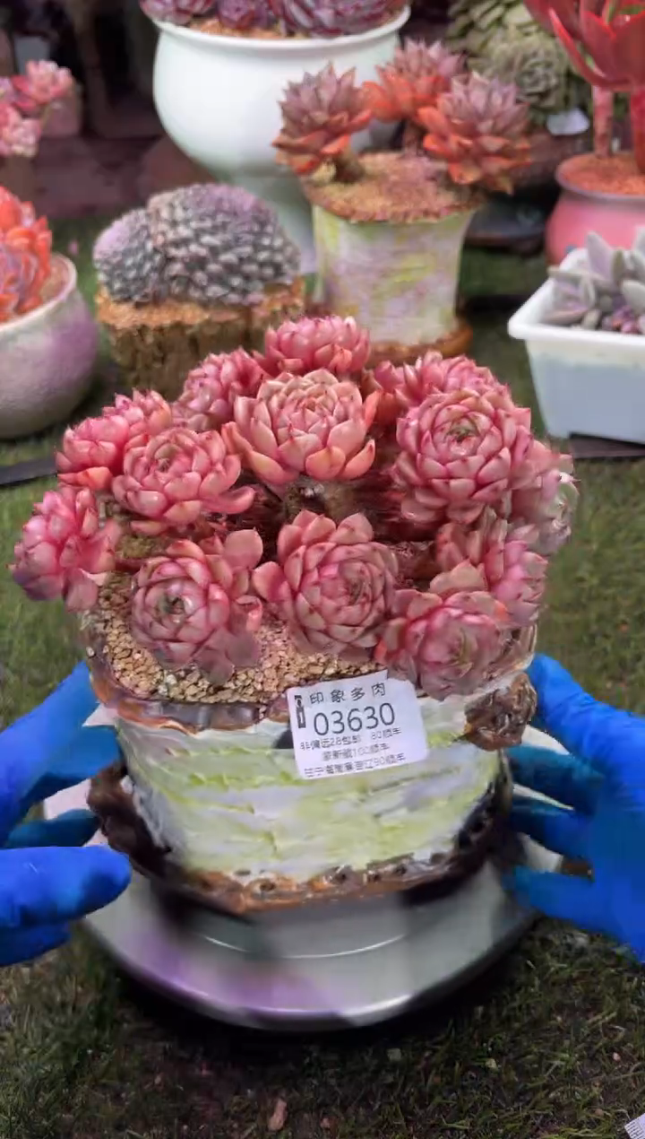 【闪购商品】03630