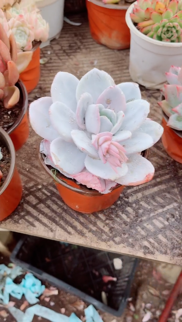 缘***，跃跃精品多肉27030