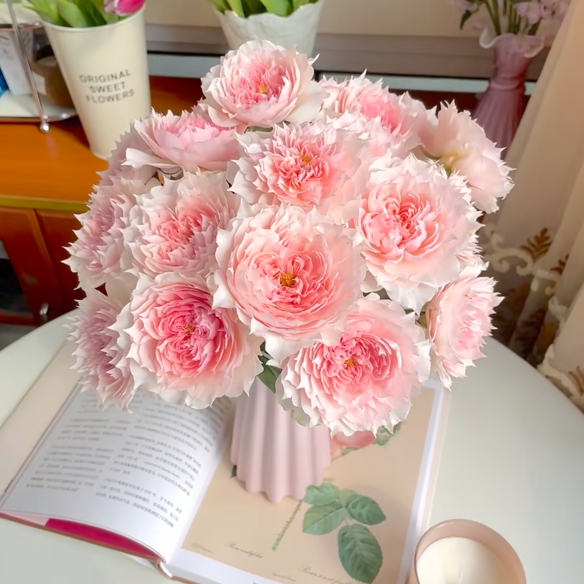 【稀有小众单头莫妮卡戴维 】粉色系单头玫瑰 超稀有奥斯汀能养开