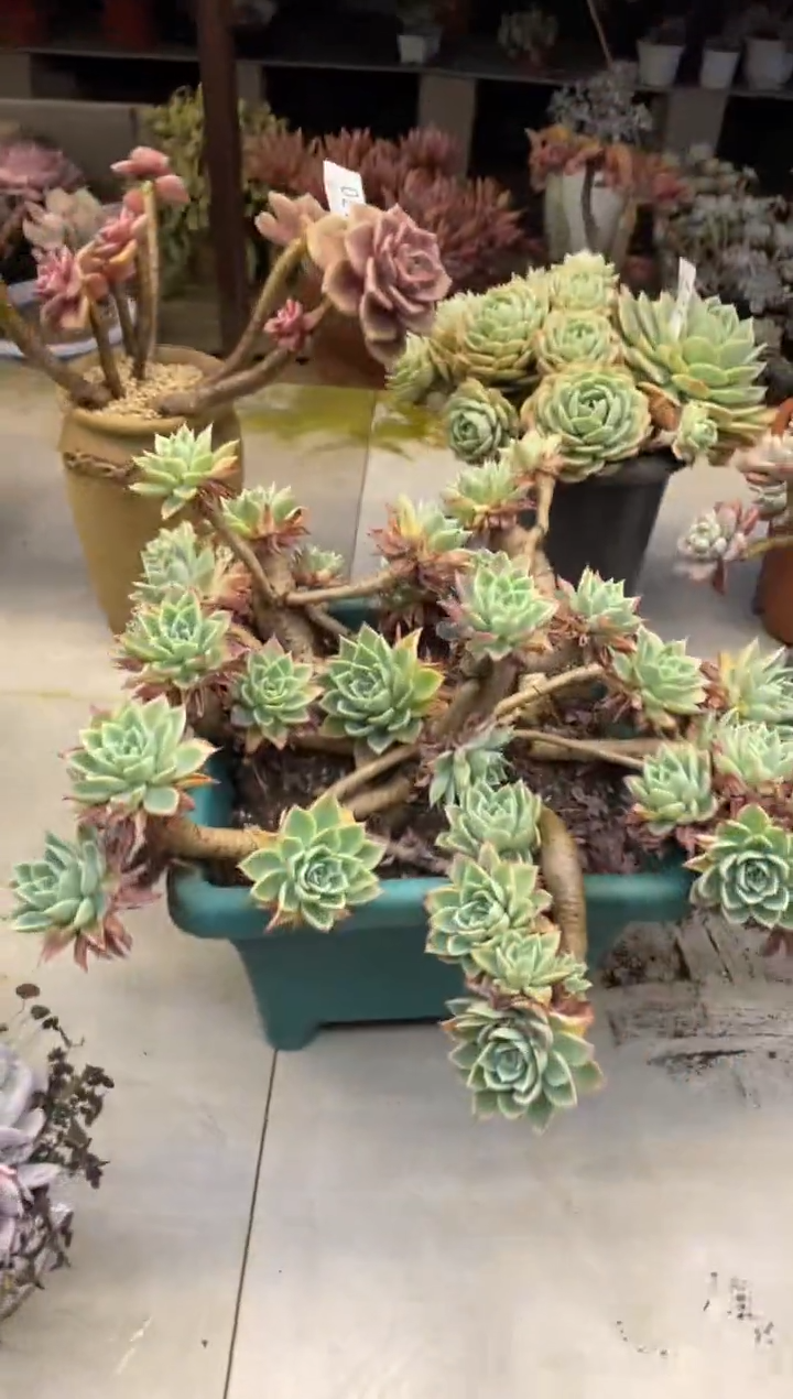 【闪购商品】174三色堇