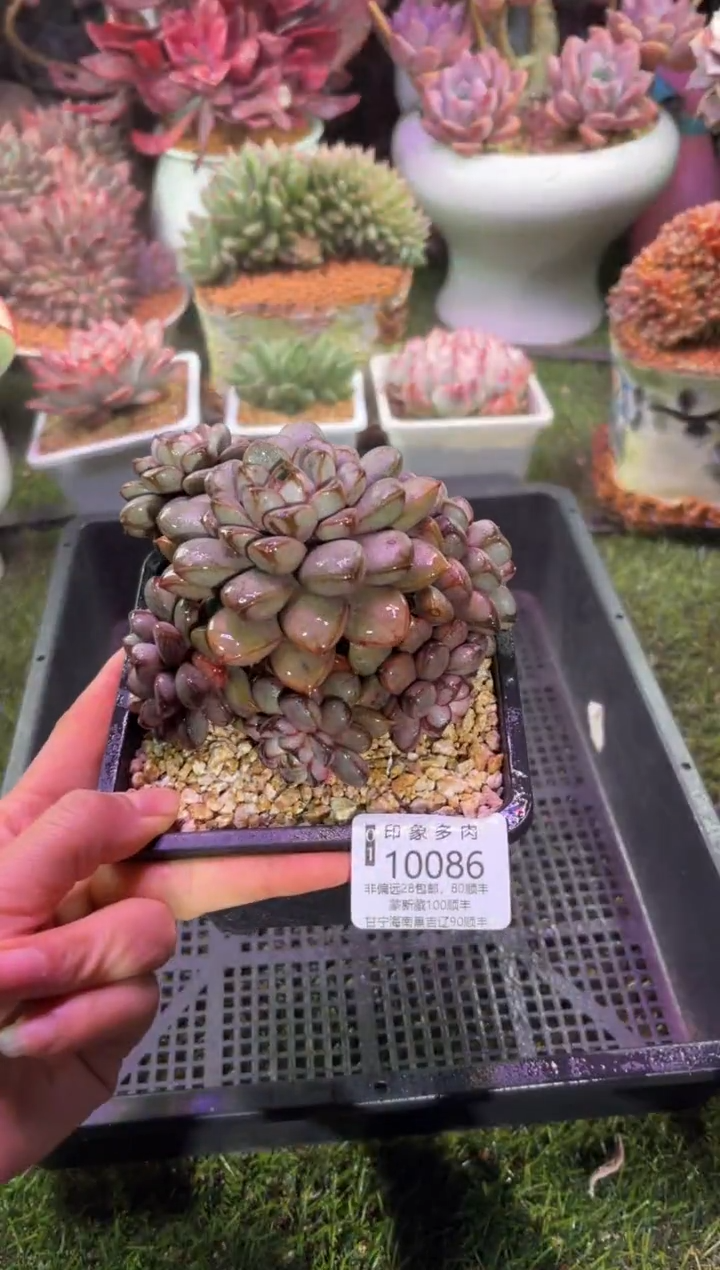 【闪购商品】10086