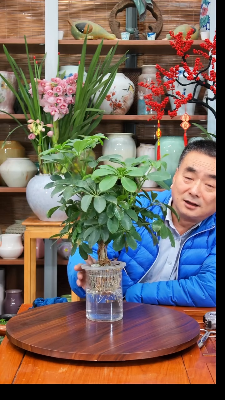 无花朵越**好水之韵水培鸭掌木不带瓶