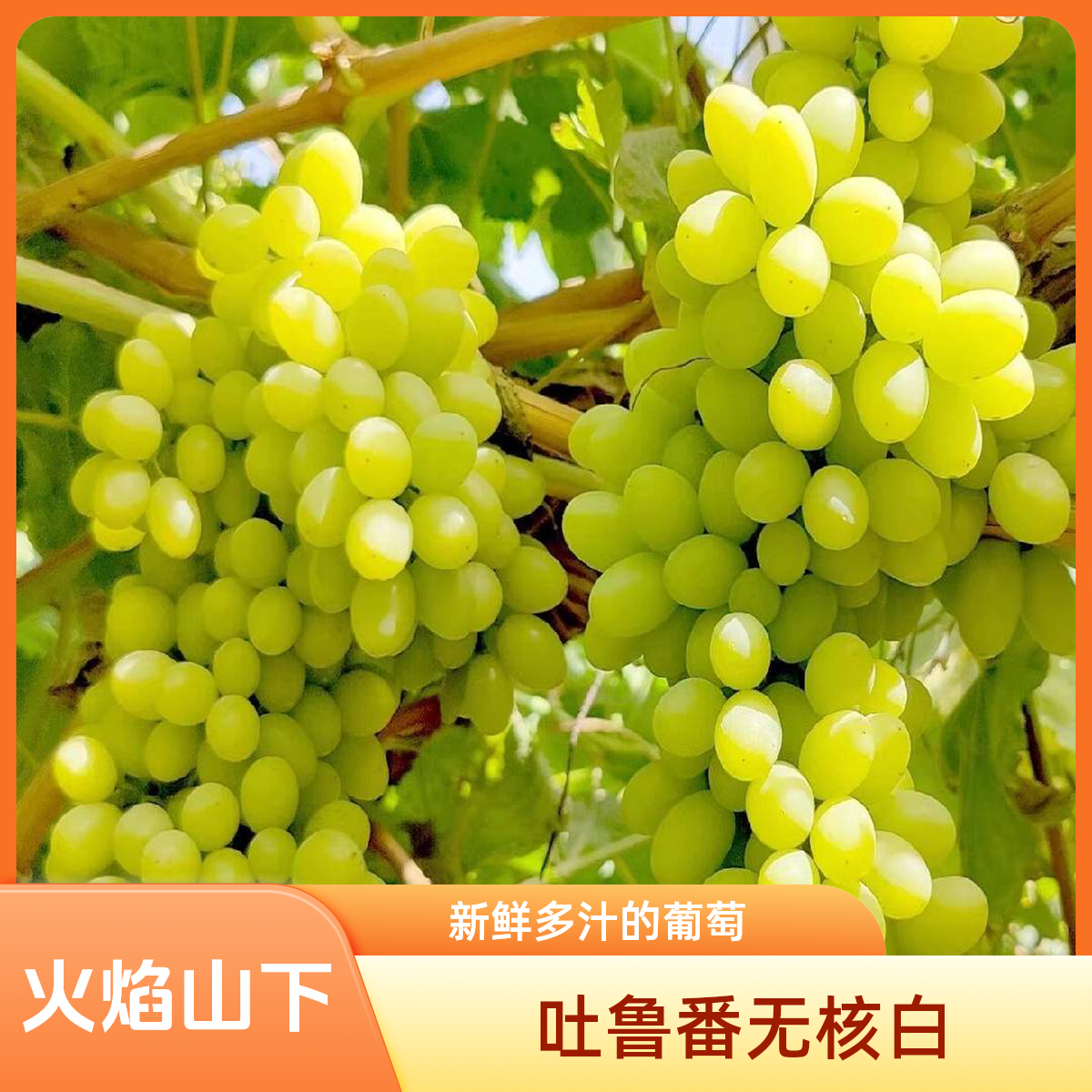 无核白葡萄吐鲁番原筐4.5斤新疆维吾尔自治区