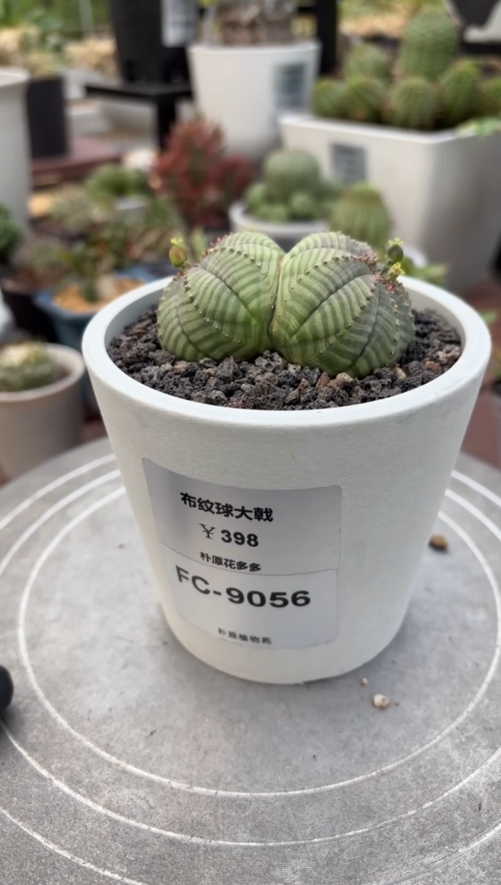 布纹球大戟FC-9056