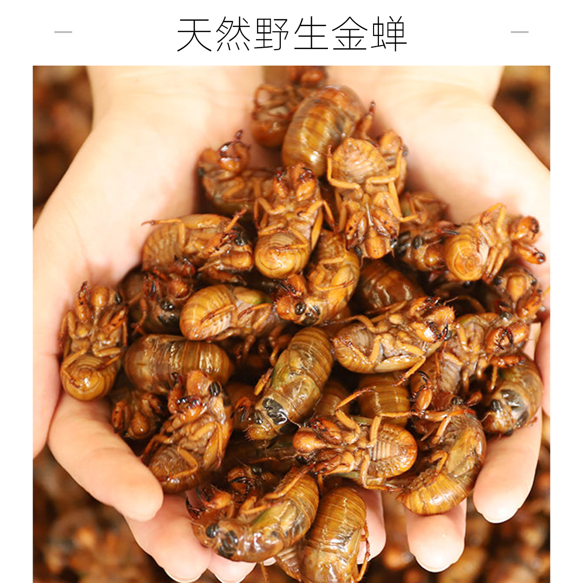 2025【顺丰包邮】新鲜金1蝉爬叉活体冷冻冷链