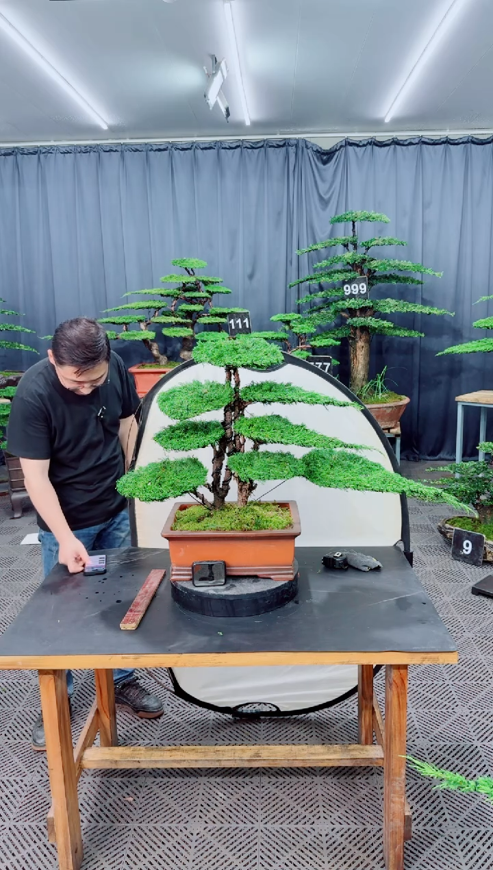 无花朵济州真柏盆景..