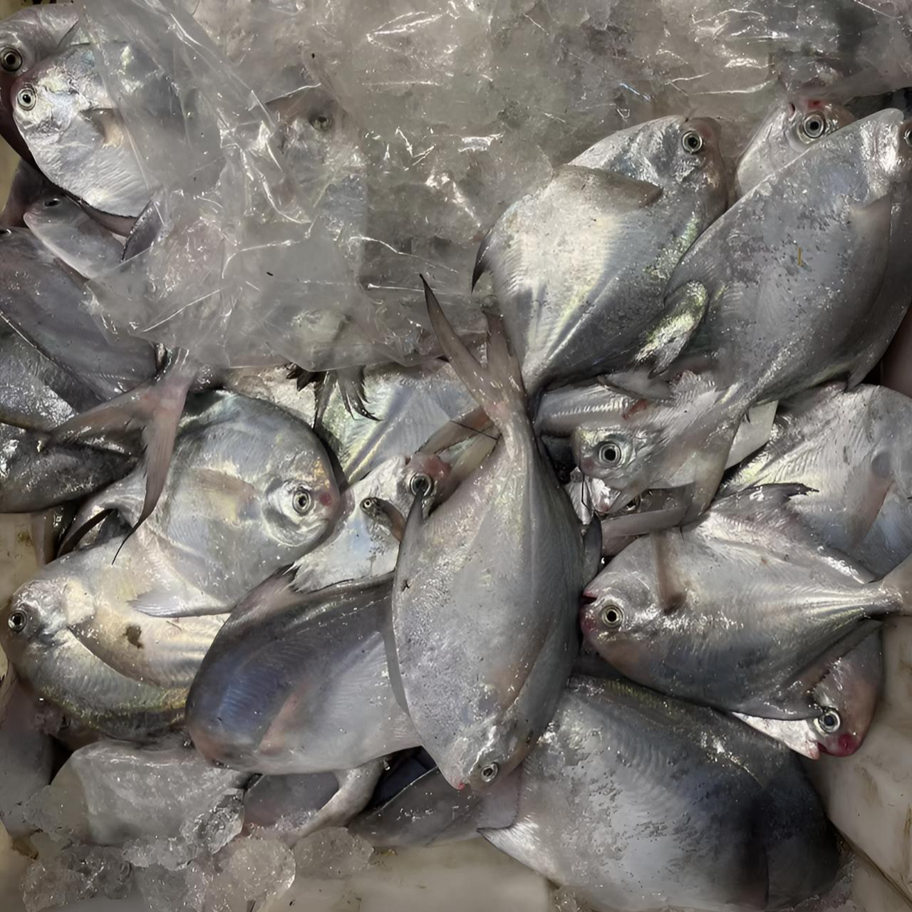 野生银鲳鱼【4斤】规格以直播为标准锁鲜发货