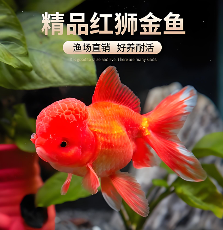 精品红狮鸿运当头冷水观赏鱼好养耐活直播间马印灯效果打氧气