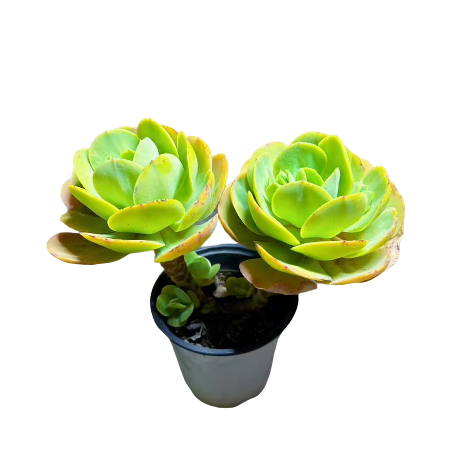 白杯多头中号造型碧桃多肉植物精选发货种植售后基地自产