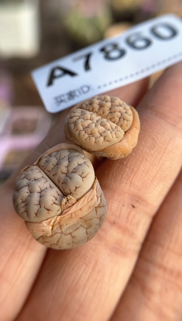 【闪购商品】7860直播一物一拍