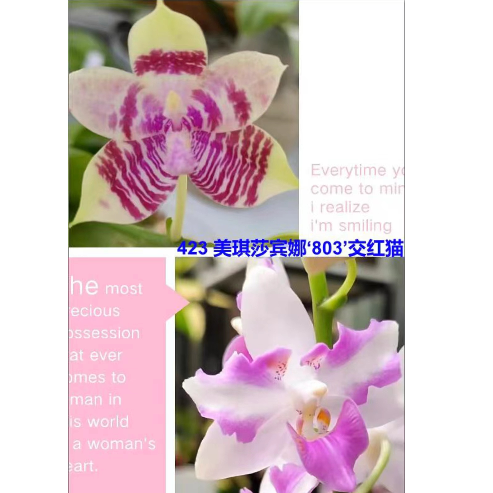 1.7寸 yzm423-苗 少根叶瑕 趣味兰 蝴蝶兰