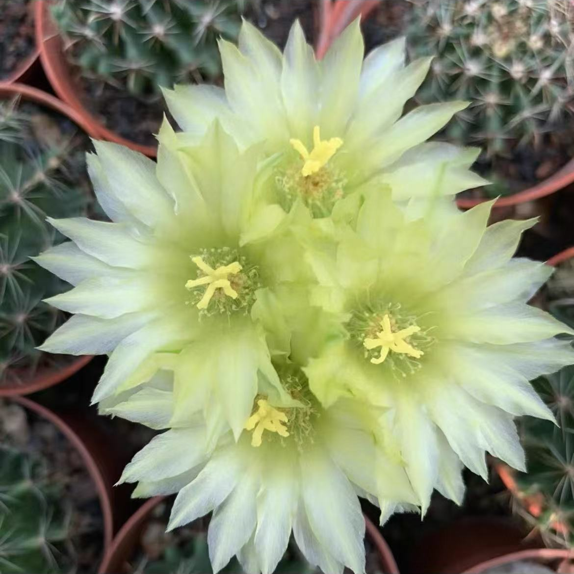 （满18包邮）中号实生根绿花龙王仙人球 7-8cm 裸根发货