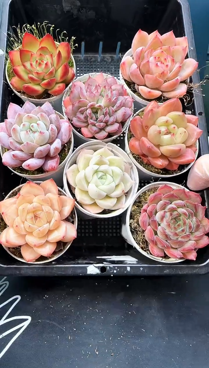 3  683  多肉  8 颗