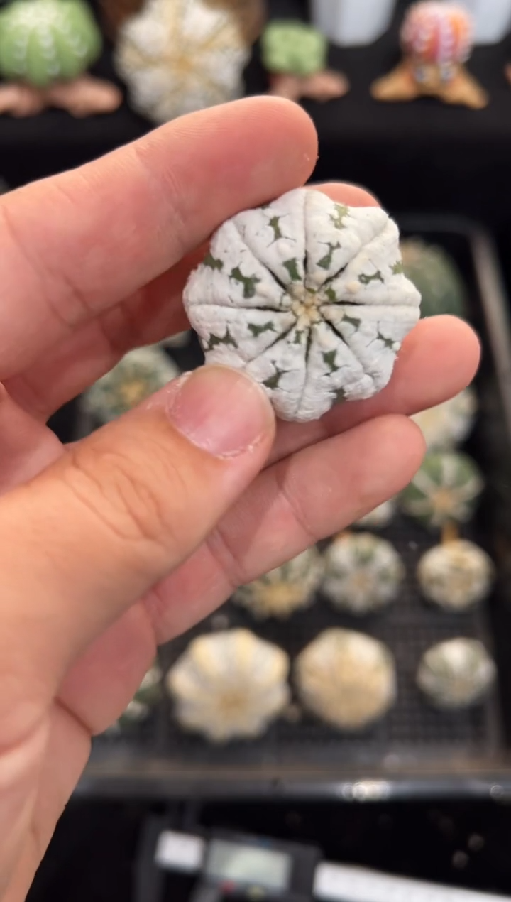 u****1不含盆土实生根星兜编码