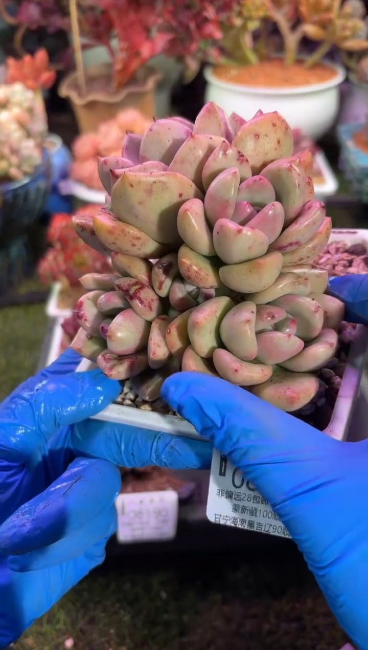 【闪购商品】08191