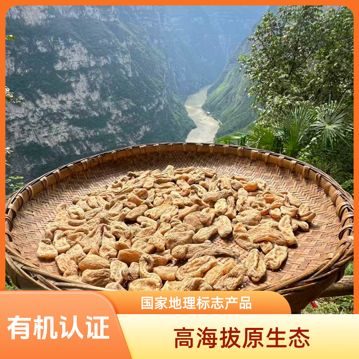 乌天麻有机天麻高海拔原生态金口河天麻250克