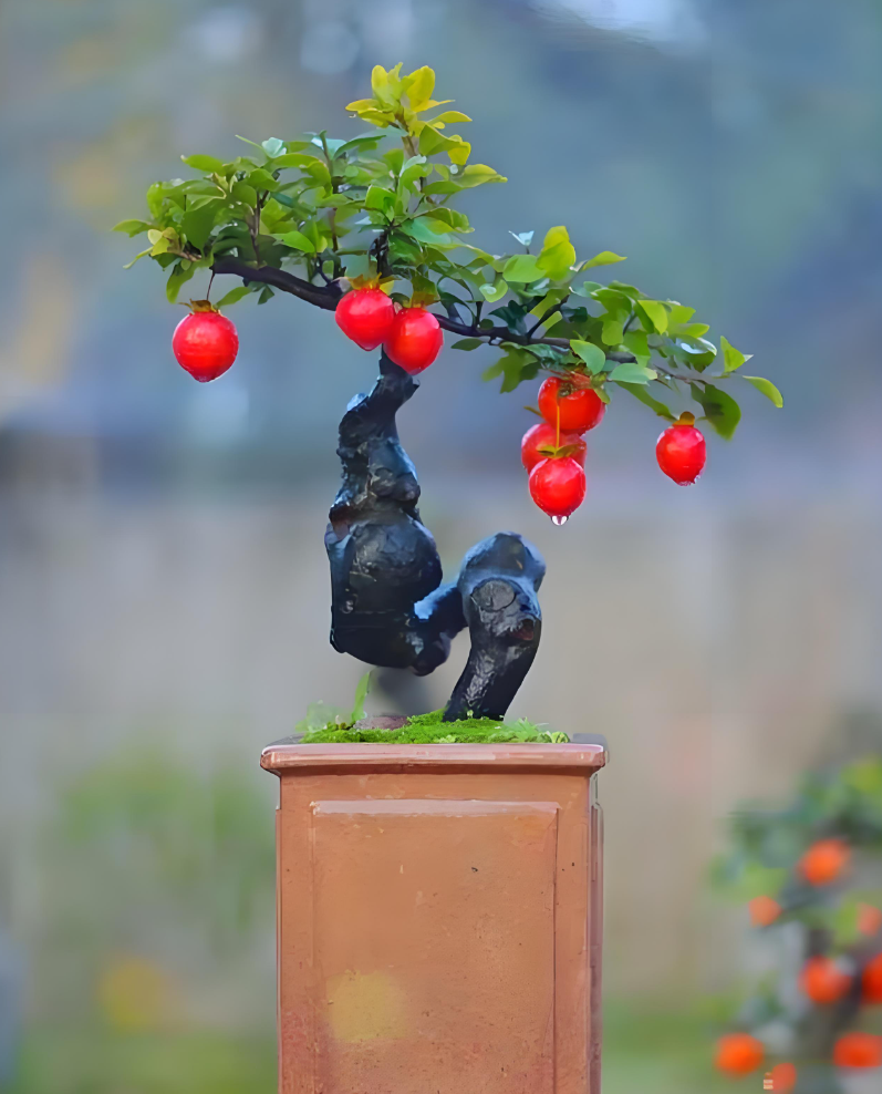 四川小叶金弹子带造型观果盆景母桩可挂果盆栽