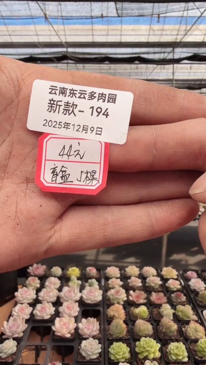 东云多肉园新款-194（44元盲盒5颗）