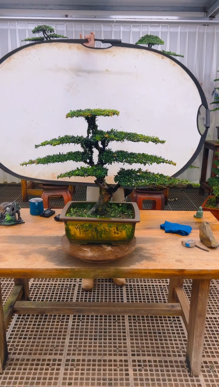 无花朵精品盆景直播间一物一拍